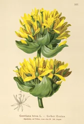 Great Yellow Gentian